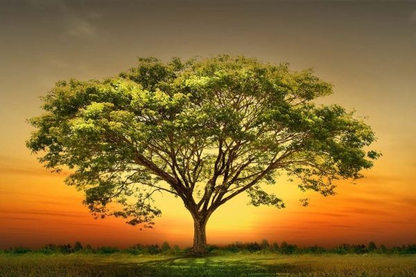 Sunset Tree