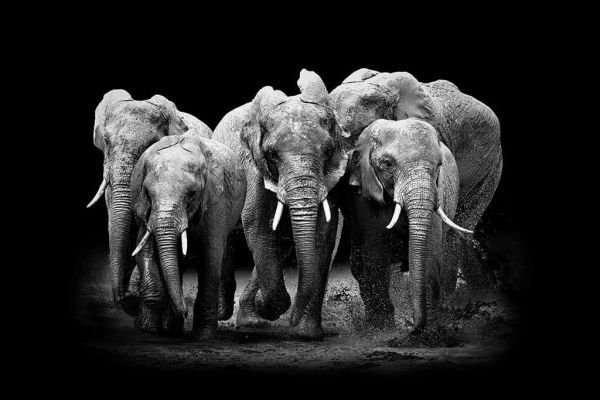 The Elephants Group