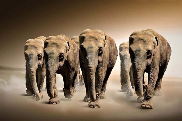 The Elephant Group