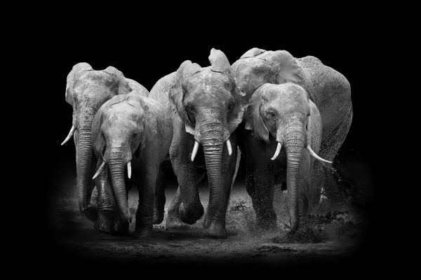 The Elephants Group