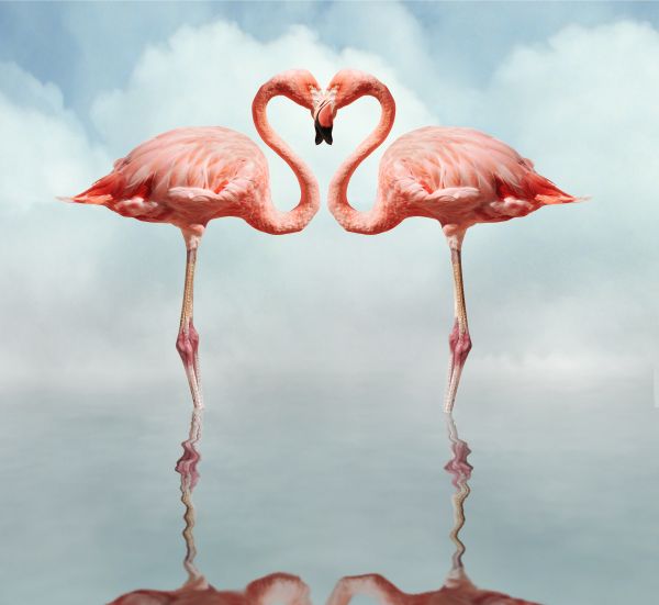 The Loving Flamingos