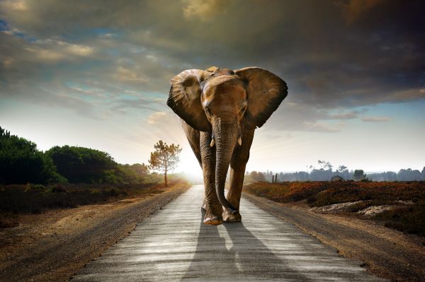 The Long Journey