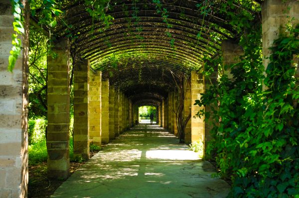 Tunnel Of Nature
