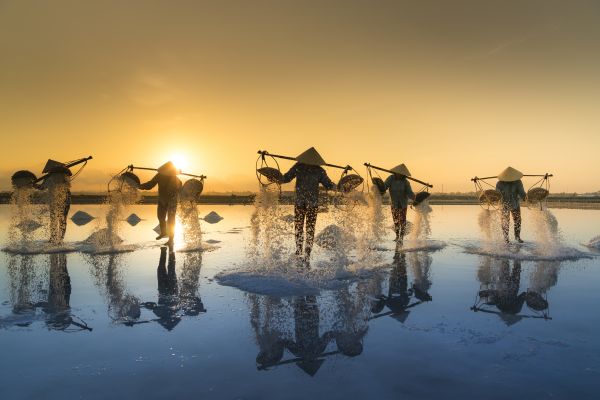 Vietnam Harvest