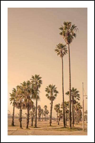 Vintage Palm Trees Poster