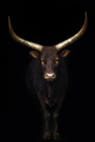 Watusi Poster