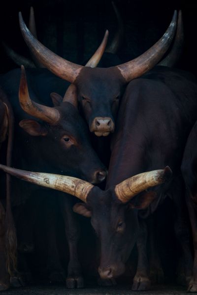 Watusi Family