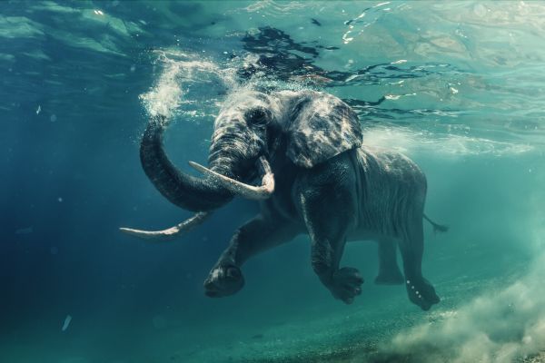 The Swimming Giant