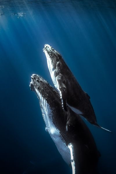 Whales Poster