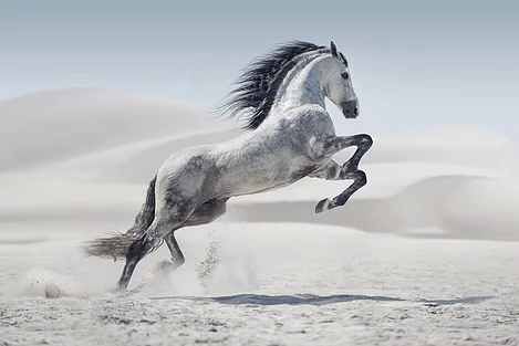 The White Beauty