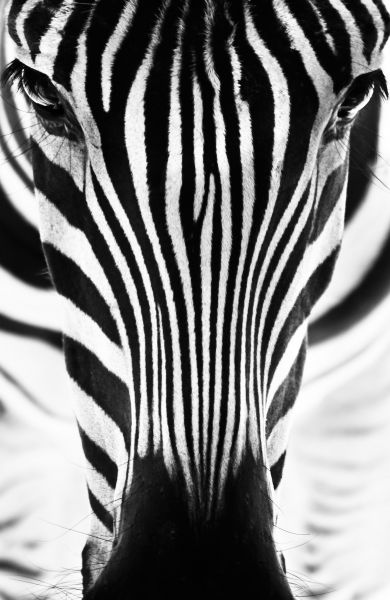 Mad Zebra