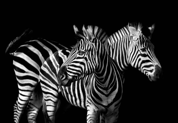 Zebra Couple