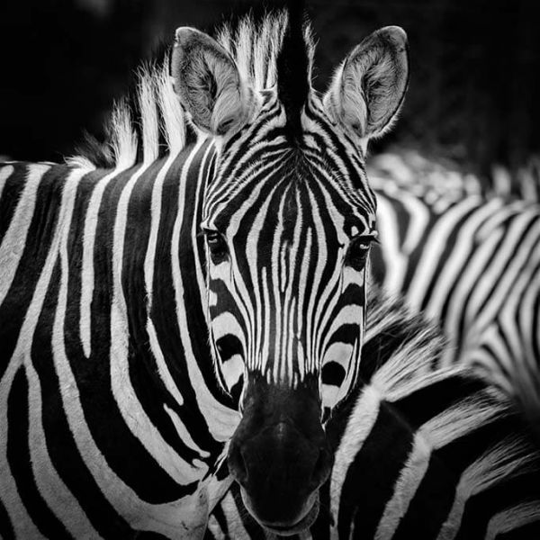 Zebra Close-up
